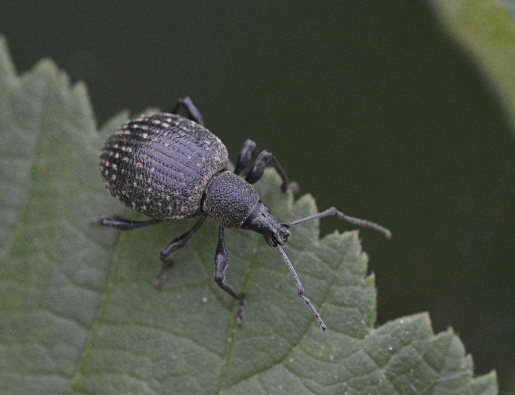 Coleottero da determinare - Otiorhynchus pseudonothus